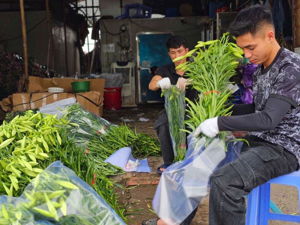 Người dân Tây Tựu phấn khởi thu hoạch hoa loa kèn đầu vụ