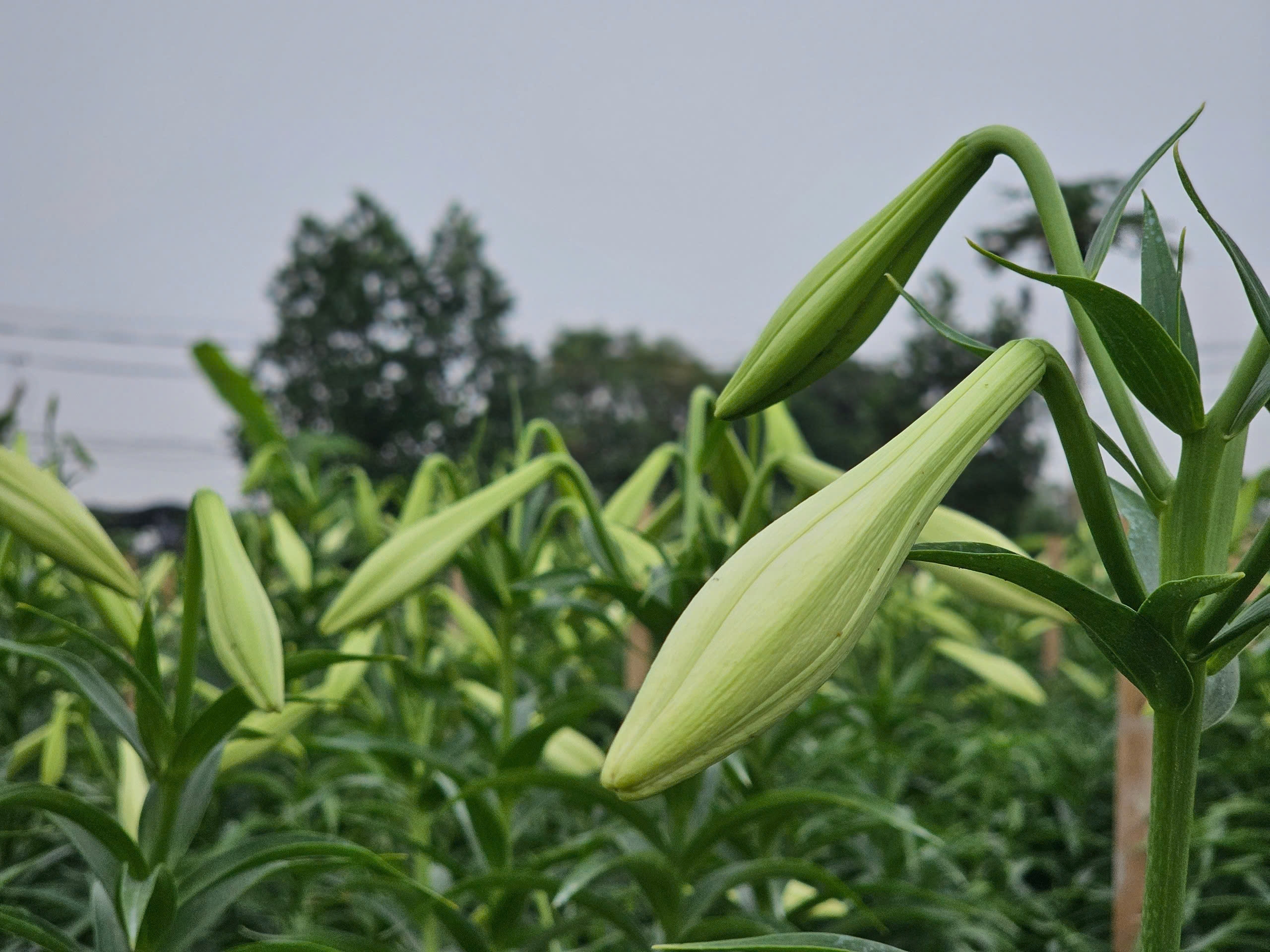 Người dân Tây Tựu phấn khởi thu hoạch hoa loa kèn đầu vụ