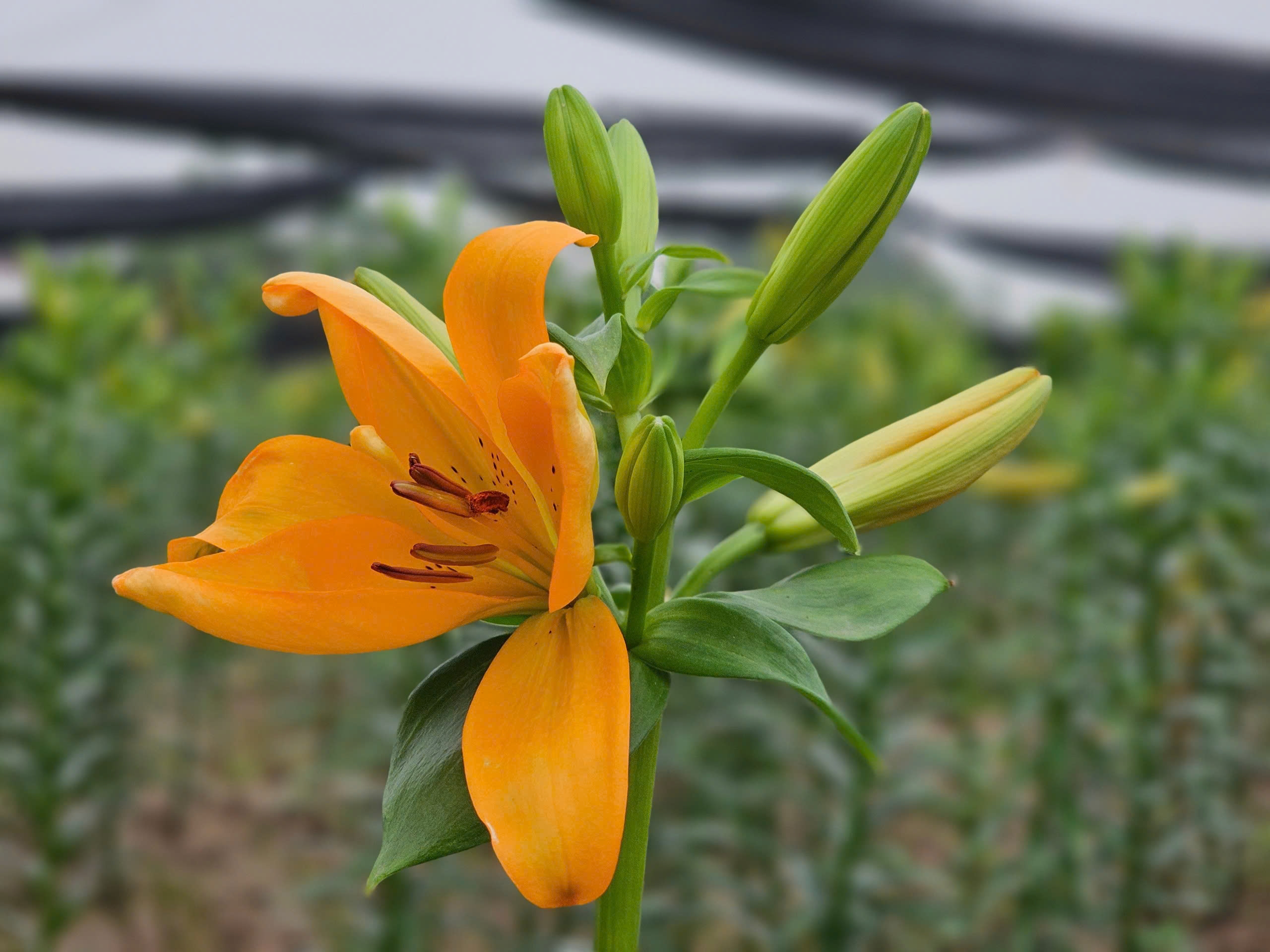 Người dân Tây Tựu phấn khởi thu hoạch hoa loa kèn đầu vụ