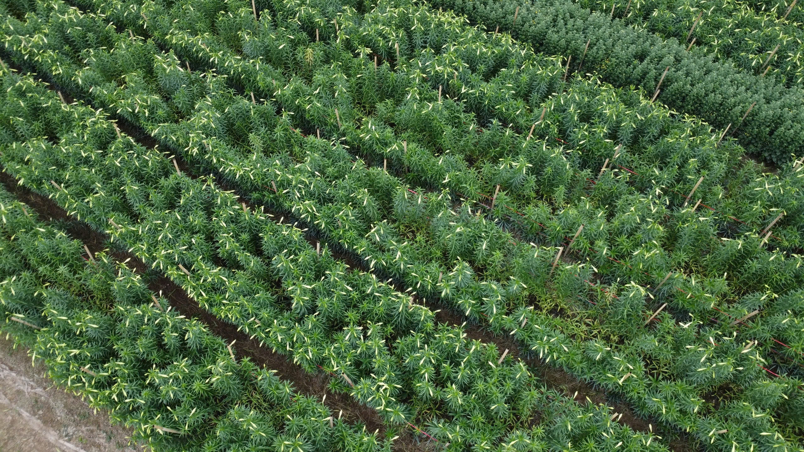 Người dân Tây Tựu phấn khởi thu hoạch hoa loa kèn đầu vụ