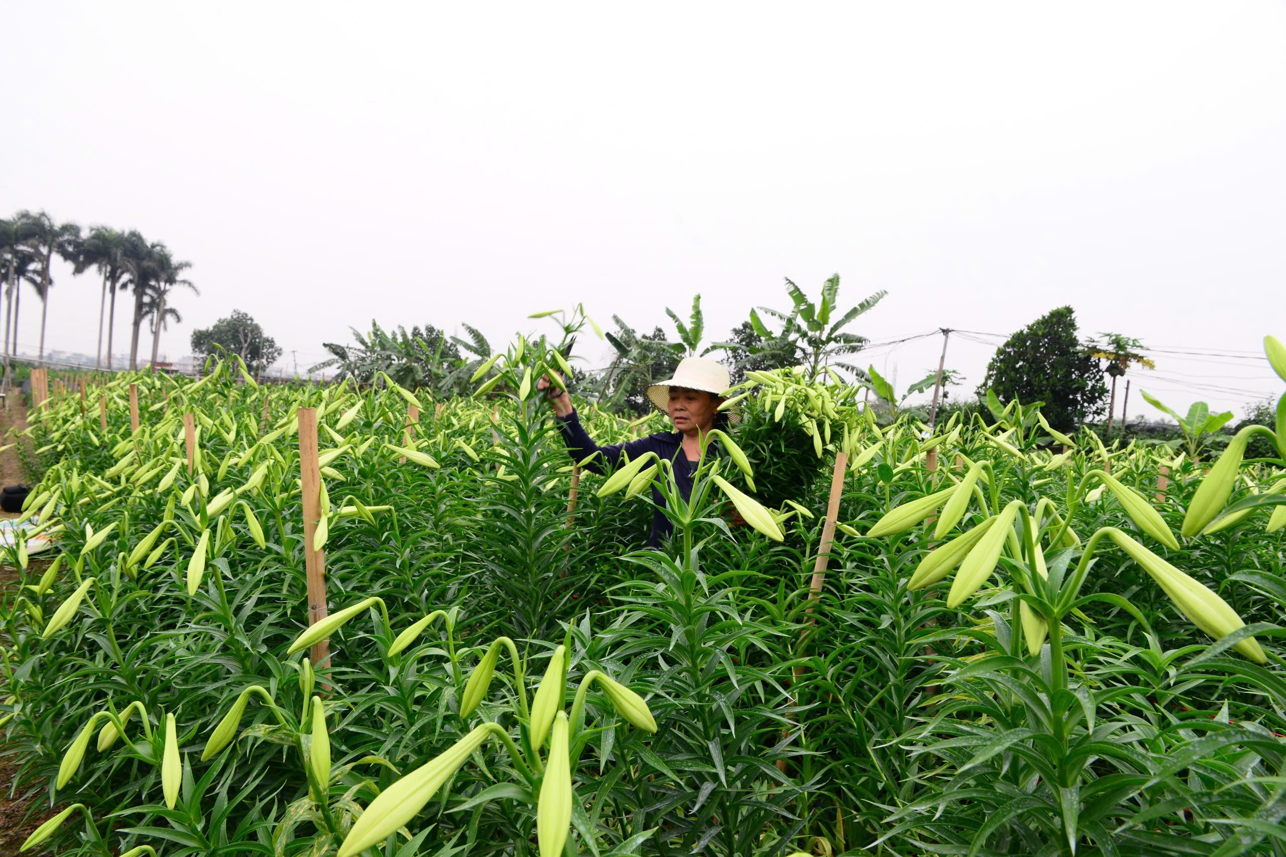 Người dân Tây Tựu phấn khởi thu hoạch hoa loa kèn đầu vụ