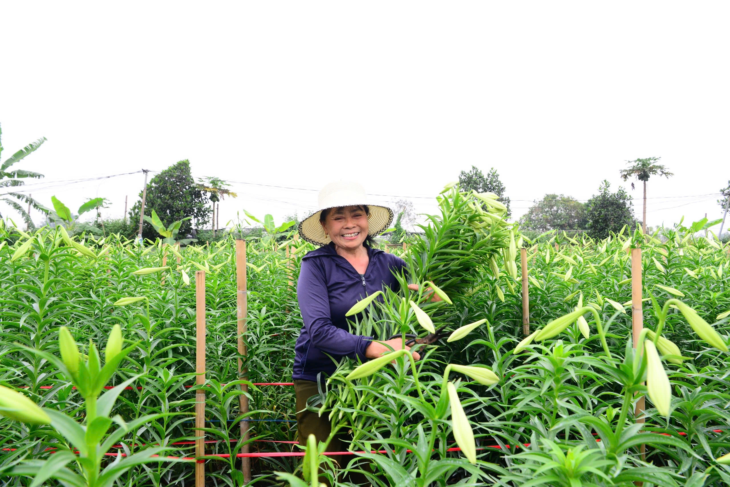 Người dân Tây Tựu phấn khởi thu hoạch hoa loa kèn đầu vụ