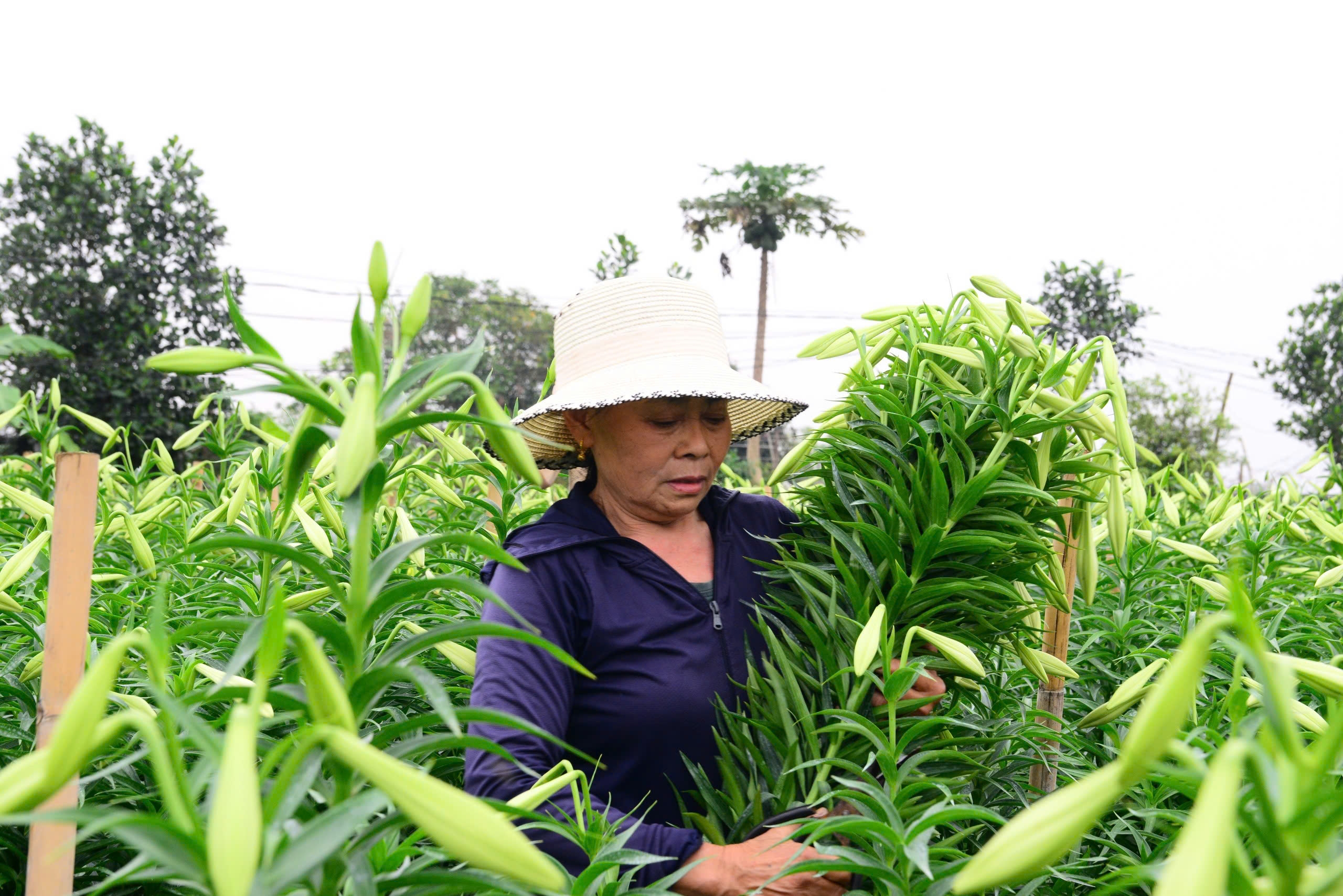 Người dân Tây Tựu phấn khởi thu hoạch hoa loa kèn đầu vụ