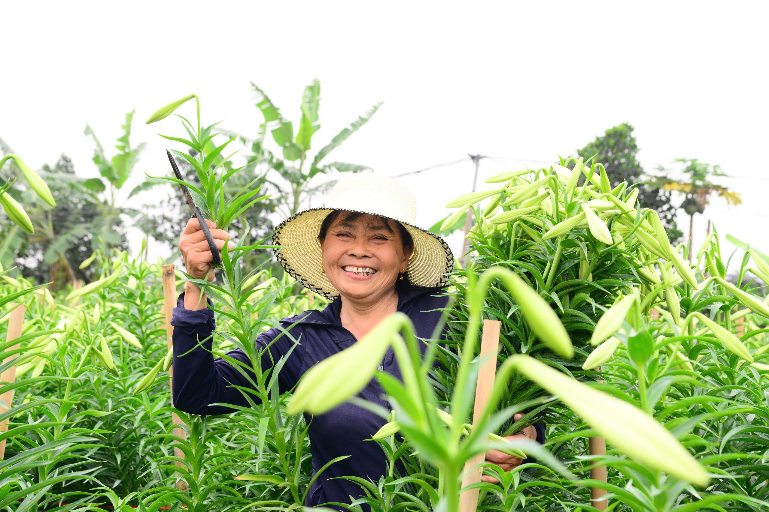 Người dân Tây Tựu phấn khởi thu hoạch hoa loa kèn đầu vụ