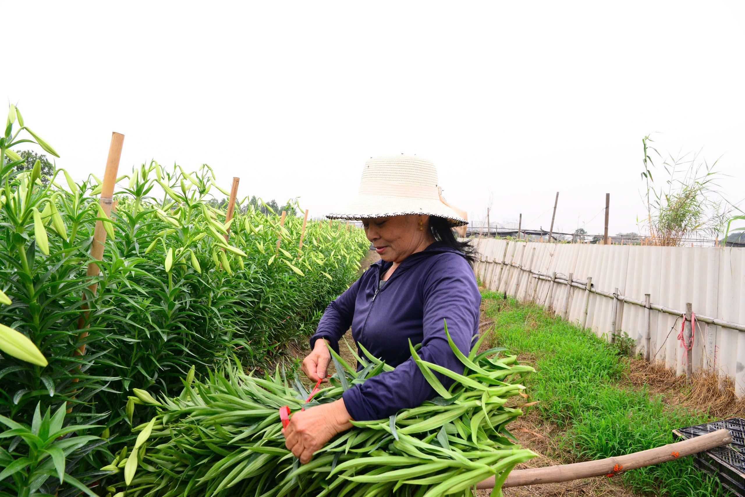 Người dân Tây Tựu phấn khởi thu hoạch hoa loa kèn đầu vụ