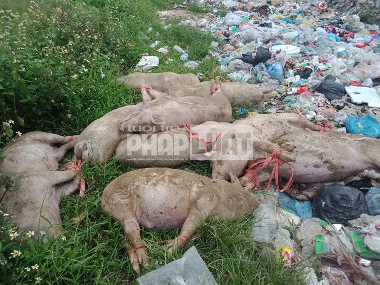 Nam Định: Rùng mình khi tiêu hủy lợn "5 không" tại xã Tân Thịnh