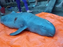 Ngư dân đồng ý giao cá nược Minh Hải cho Bảo tàng Thiên nhiên Việt Nam