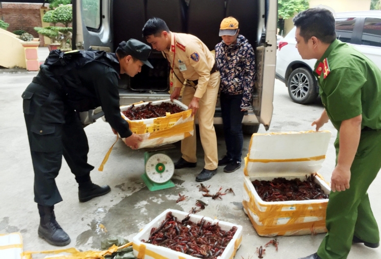 Lạng Sơn: Thu giữ gần 50kg tôm hùm đất tuồn từ Trung Quốc vào Việt Nam