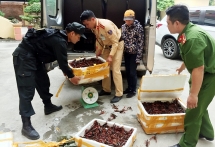 Lạng Sơn: Thu giữ gần 50kg tôm hùm đất tuồn từ Trung Quốc vào Việt Nam