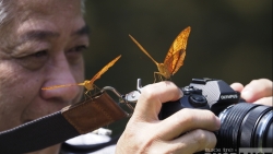 Tuyệt tác bướm rừng quốc gia Cúc Phương