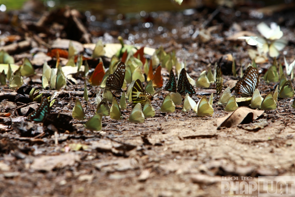 Thời gian mùa bướm rừng Cúc Phương thường rơi vào khoảng cuối tháng 4, cuối tháng 5. Sau khi kết thúc mùa mưa ẩm ướt, những đàn bướm sẽ đổ về bay rợp cả một khu rừng. 