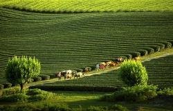 Công bố quyết định công nhận Khu Du lịch quốc gia Mộc Châu