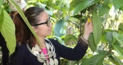 Cô gái trẻ Bắc Kạn xây thương hiệu trà hoa vàng