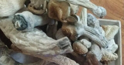 Nấm thức thần và nhiều loại ma túy mới bủa vây giới trẻ Thủ đô