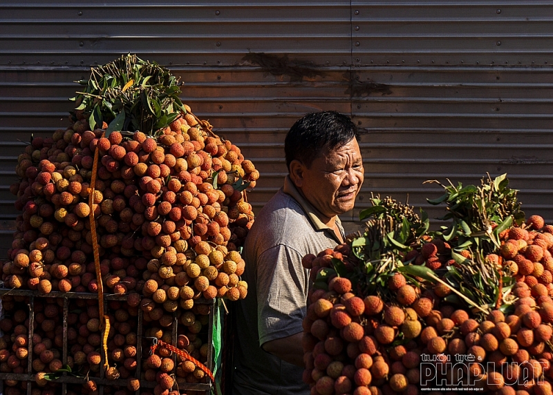 con duong vai do o luc ngan bac giang