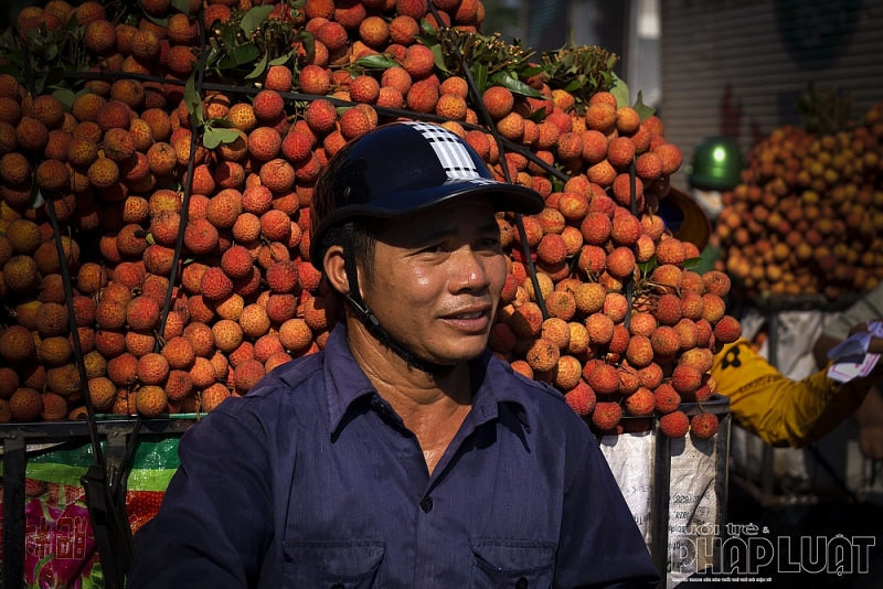 con duong vai do o luc ngan bac giang