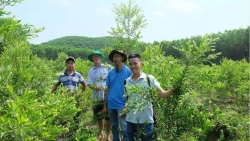 Năm chàng trai "tinh dầu"