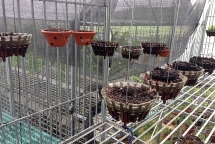 Lan tặc Phú Thọ cuỗm 50 giò Lan quý