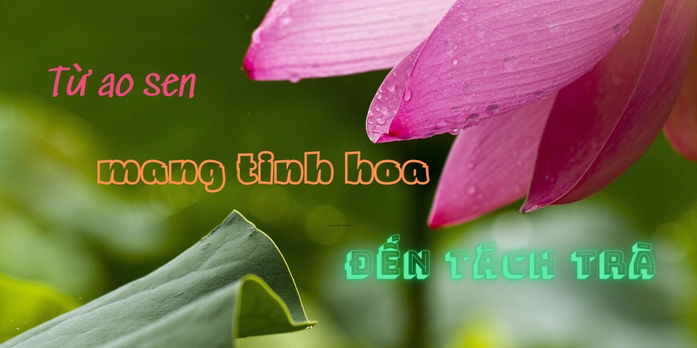 Từ ao sen mang tinh hoa đến tách trà