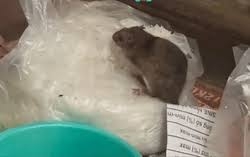 Lãnh đạo phường Xuân La lên tiếng về clip chuột chễm chệ trên túi bún chuẩn bị bán cho thực khách