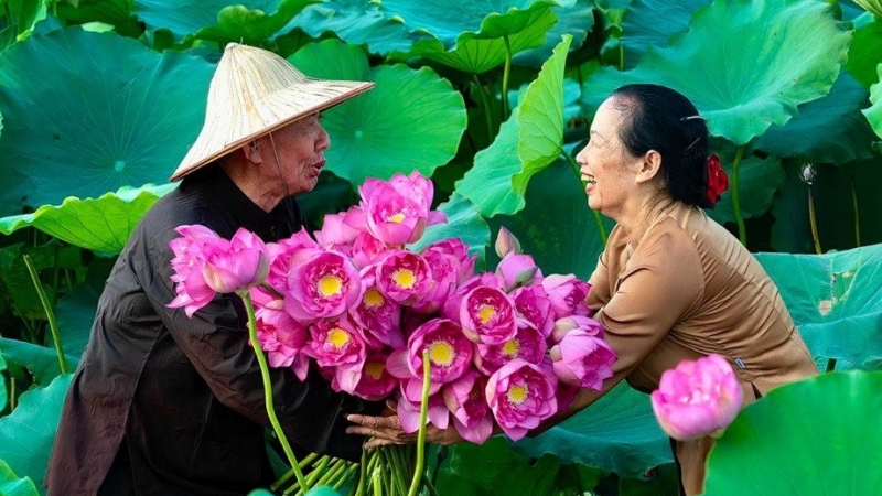 Giá trị Sen Hà Nội trong đời sống ngày nay