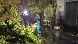 phuong linh nam chu dong ung pho bao so 3