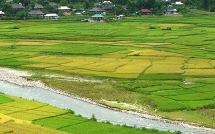 chuyen tren 33ha dat trong lua sang dat phi nong nghiep o long an