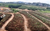 Khô hạn, nhiễm mặn kéo dài, làng rau La Hường - Đà Nẵng khốn đốn