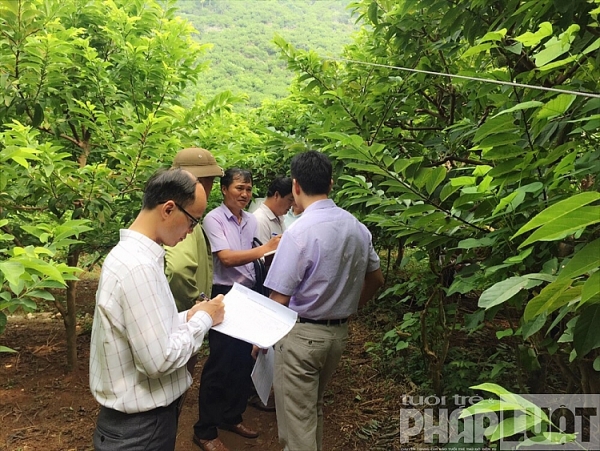 sung sot na nu hoang 1kg 1 qua