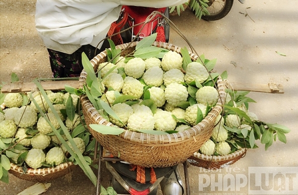 sung sot na nu hoang 1kg 1 qua