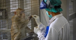 Thái Lan thử nghiệm thành công vaccine ngừa COVID-19 trên khỉ và chuột