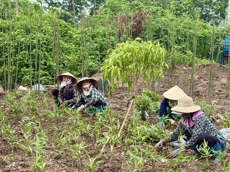 Phường Lĩnh Nam rực rỡ cờ hoa, sẵn sàng đại hội