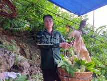 Thanh niên dân tộc Nùng “tỏa sáng” nhờ Na núi đá