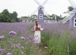 Tận hưởng thu Hà Nội giữa vườn hoa oải hương tím đẹp hút hồn