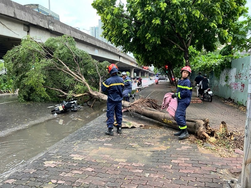 Lực lượng Cảnh sát PCCC & CNCH triển khai xử lý hiện trường cây đổ do ảnh hưởng của bão