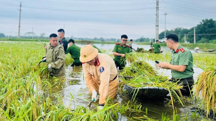 Công an Hà Nội cùng dân xuống đồng gặt lúa sau mưa bão