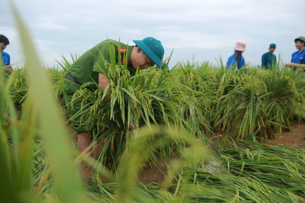 Bóng áo xanh công an huyện và đoàn thanh niên huyện Mê Linh tất bật cùng dân gặt lúa sớm