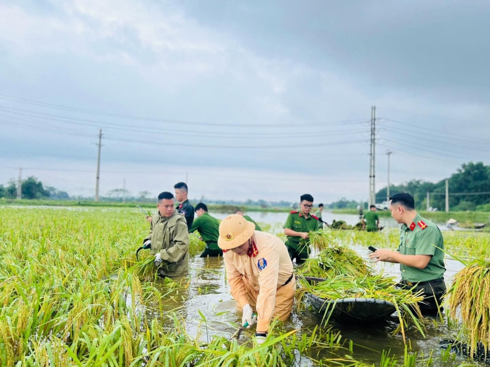 Công an Hà Nội cùng dân xuống đồng gặt lúa sau mưa bão