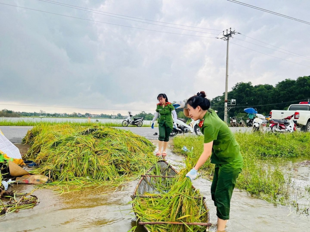 Không ai bảo ai, mỗi người một việc để nhanh tay giúp người dân thu hoạch lúa sớm, giảm thiểu thiệt hại do mưa lũ