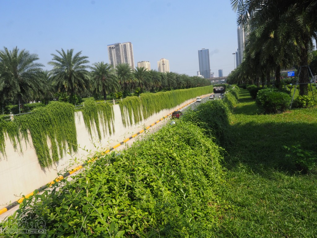 Chính thảm xanh của cây cúc tần Ấn Độ đã tạo một nét độc đáo cho đoạn đường này.