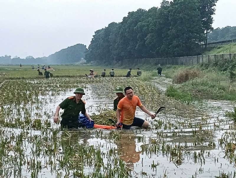 Lúa cũng được hỗ trợ gặt sớm