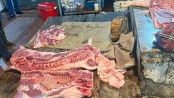 Hà Nội: Khởi tố nhóm đối tượng giết mổ, tiêu thụ gần 1 tấn lợn chết do dịch bệnh