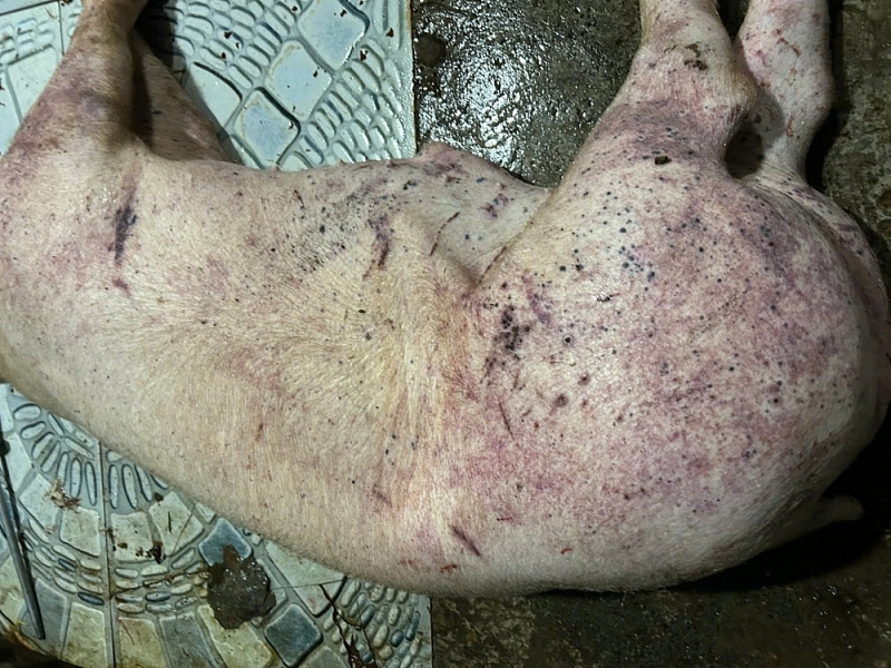 Con lợn có nhiều dấu hiệu nhận biết ngay từ bên ngoài