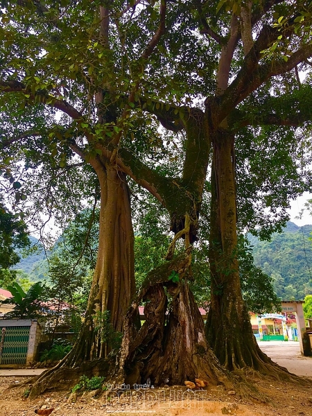 quynh son noi luu giu van hoa xu lang