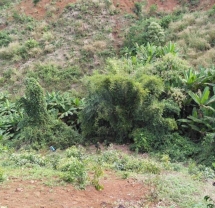 Bị bắt về tội giết người, thiếu niên khai nhận đã từng giết một cháu bé 6 tuổi