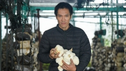 Huyện Đông Anh (Hà Nội): Trang trại 800m2 trồng nấm đầu khỉ thu lợi hàng trăm triệu đồng mỗi năm