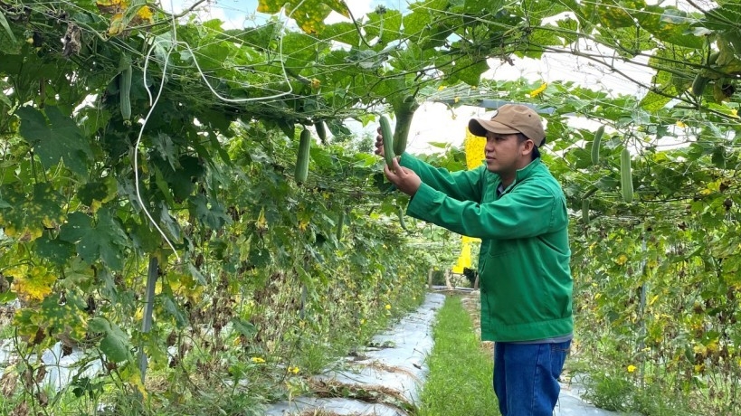 Luật Thủ đô: Mở hành lang phát triển nông nghiệp đô thị