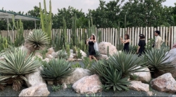 Vườn xương rồng độc đáo ở Hà Nội: Hơn cả một địa điểm check-in