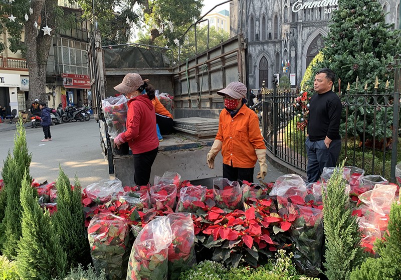 UBND phường Hàng Trống phối hợp với các đơn vị trang trí hoa cây cảnh tại sân Nhà Thờ lớn phục vụ bà con giáo dân cùng du khách đến dự lễ Noel