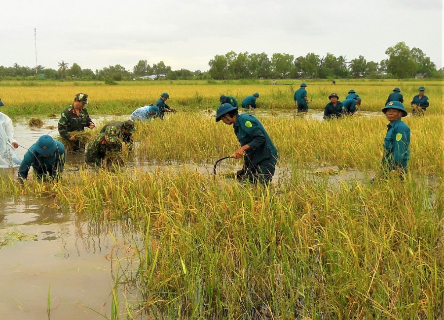 Bộ đội giúp nhân dân gặt lúa chạy lũ